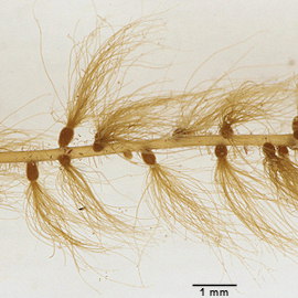 Sporochnus pedunculatus