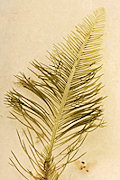 Bryopsis