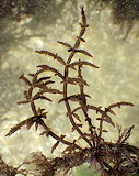 Chylocladia verticillata