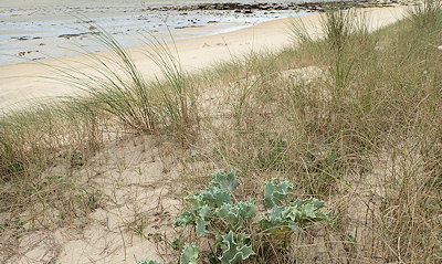 plantes du début de la dune