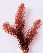 Halurus equisetifolius