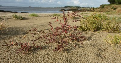 plantes de la laisse de mer