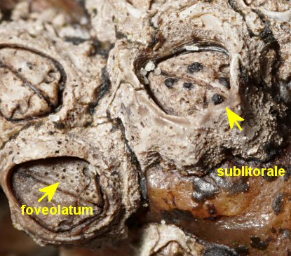 Pyrenocollema sublitorale et Collemopsidium foveolatum