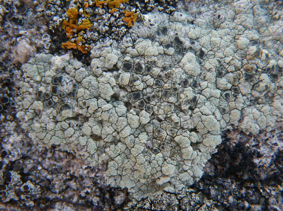 Lecanora sulphurea