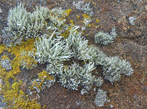 Ramalina siliquosa