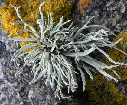 Ramalina siliquosa