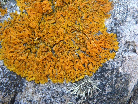 Xanthoria aureola