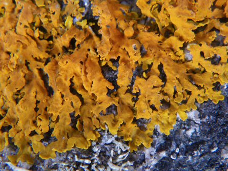 Xanthoria aureola