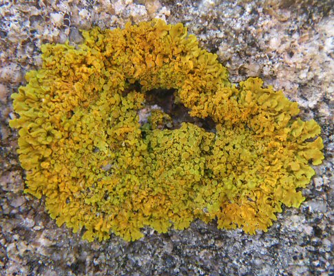 Xanthoria parietina