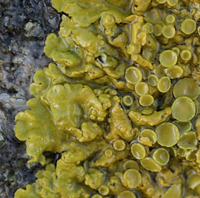 Xanthoria parietina