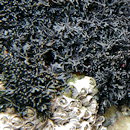 Lichina pygmaea Lichina pygmaea