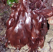 Palmaria palmata (dulse)