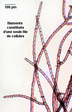 Bonnemaisonia hamifera