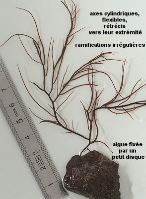 Gracilaria vermiculophylla (à confirmer)