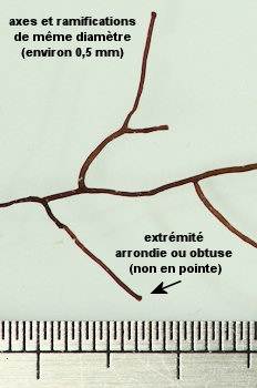 Ahnfeltia plicata