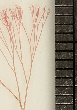 Anotrichium furcellatum