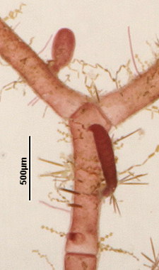 Anotrichium furcellatum