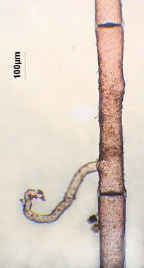 Anotrichium furcellatum