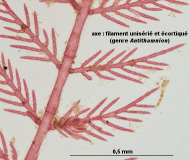 Antithamnion hubbsii