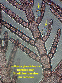 Antithamnion hubbsii