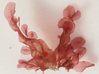 Apoglossum ruscifolium