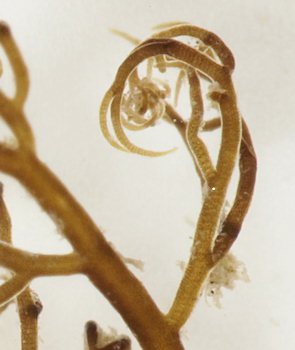 Bostrychia scorpioides
