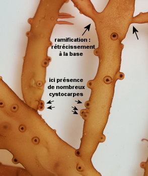 Botryocladia wrightii