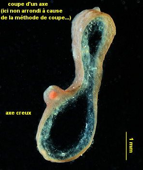 Botryocladia wrightii