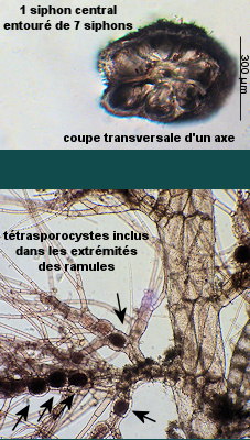 Vertebrata byssoides