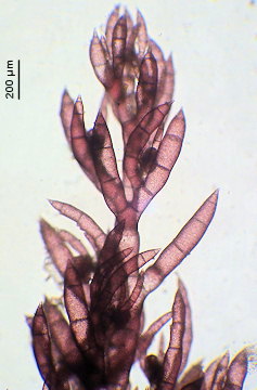 Callithamnion tetragonum