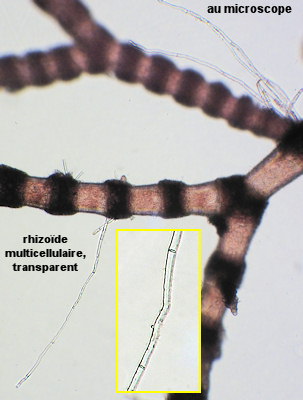 Ceramium sp