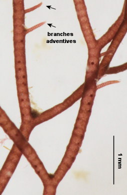 Ceramium botryocarpum