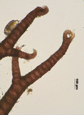 Ceramium botryocarpum