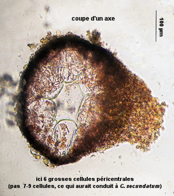Ceramium botryocarpum