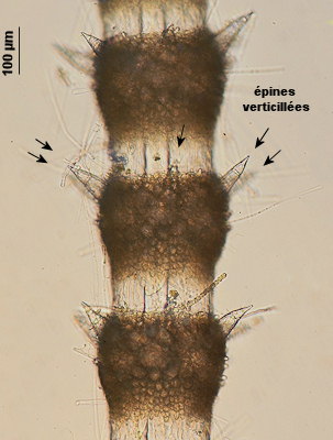 Ceramium ciliatum