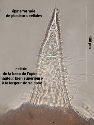 Ceramium ciliatum