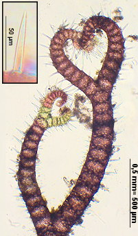 Ceramium echionotum