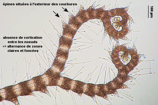 Ceramium shuttleworthianum