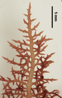 Chondracanthus teedei