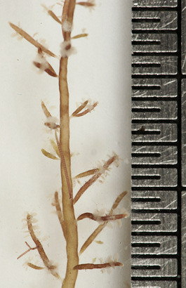 Chondria capillaris