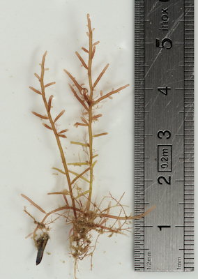 Chondria dasyphylla