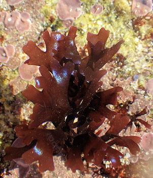 Chondrus crispus