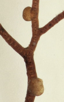 Choreocolax polysiphoniae