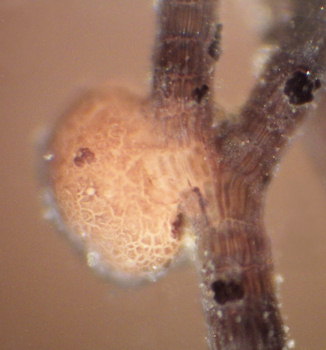 Choreocolax polysiphoniae