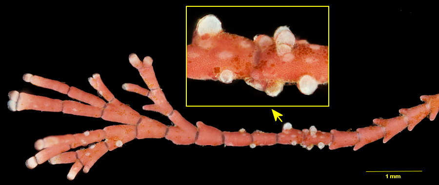 Choreonema thuretii