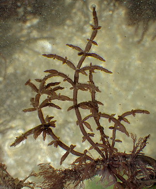 Chylocladia verticillata