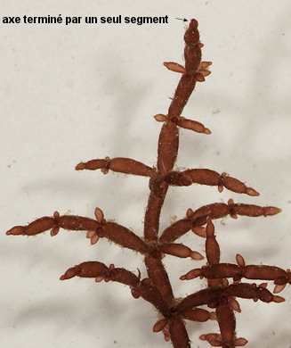 Chylocladia verticillata