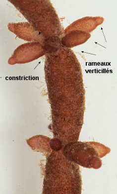 Chylocladia verticillata