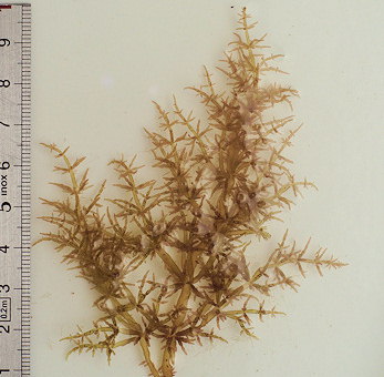 Chylocladia verticillata