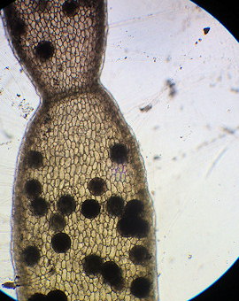 Chylocladia verticillata